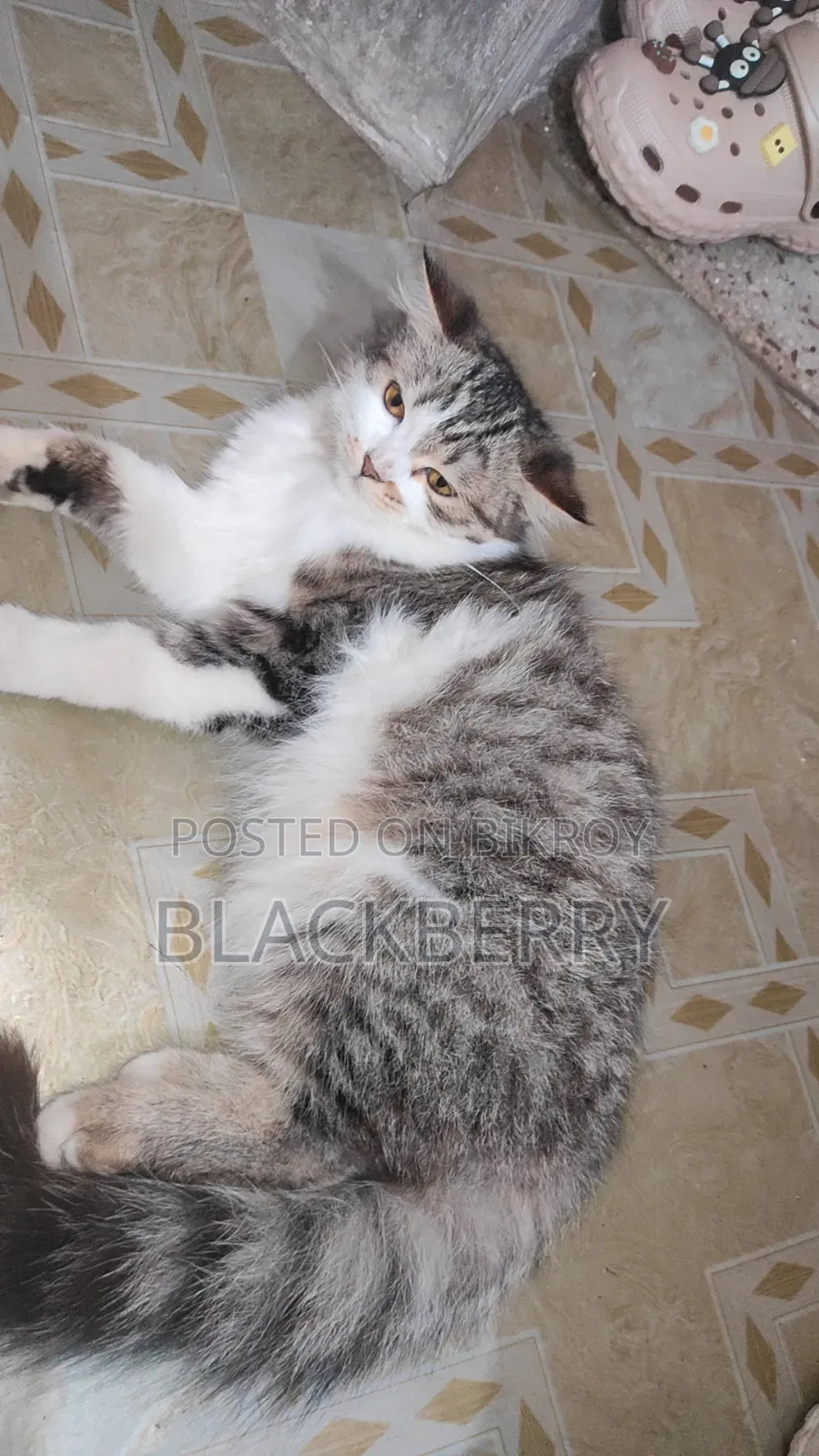 3-6 Months Female Mixed Breed Tabby