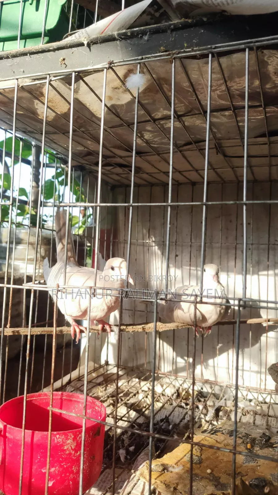 ঘুঘু পাখির বাচ্চা