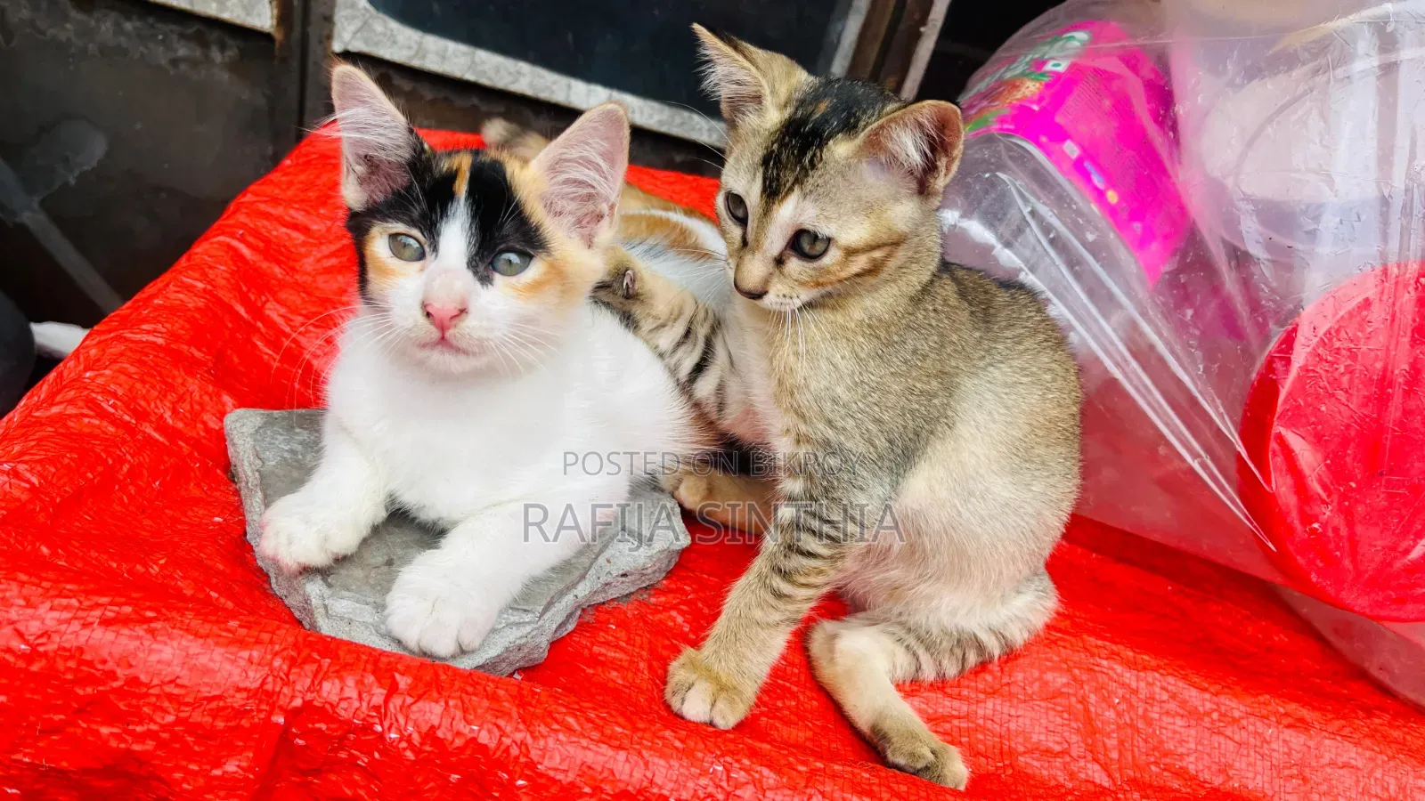 ১-৩ মাস বয়সী পুরুষ মিক্সড ব্রিড পার্সিয়ান