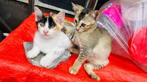 ১-৩ মাস বয়সী পুরুষ মিক্সড ব্রিড পার্সিয়ান