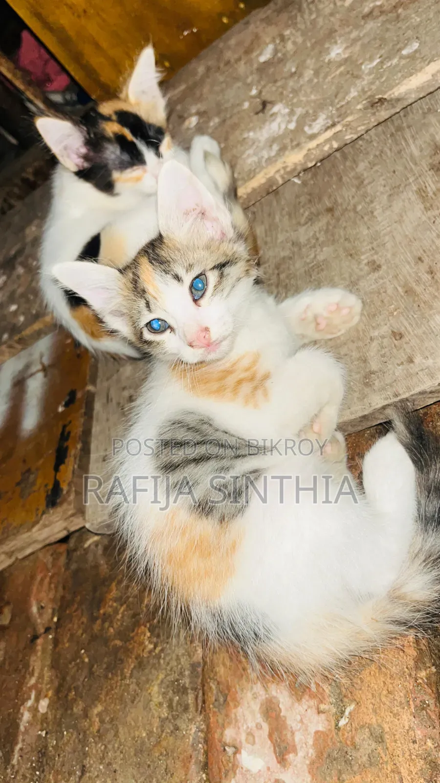 ১-৩ মাস বয়সী পুরুষ মিক্সড ব্রিড পার্সিয়ান