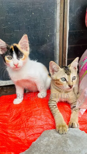 ১-৩ মাস বয়সী পুরুষ মিক্সড ব্রিড পার্সিয়ান