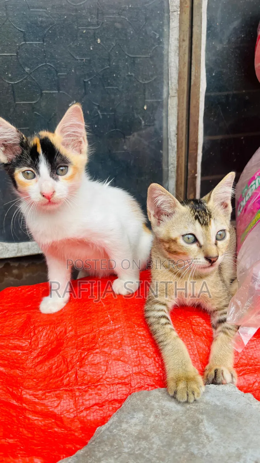 ১-৩ মাস বয়সী পুরুষ মিক্সড ব্রিড পার্সিয়ান