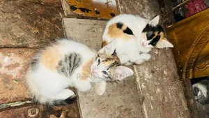 ১-৩ মাস বয়সী পুরুষ মিক্সড ব্রিড পার্সিয়ান
