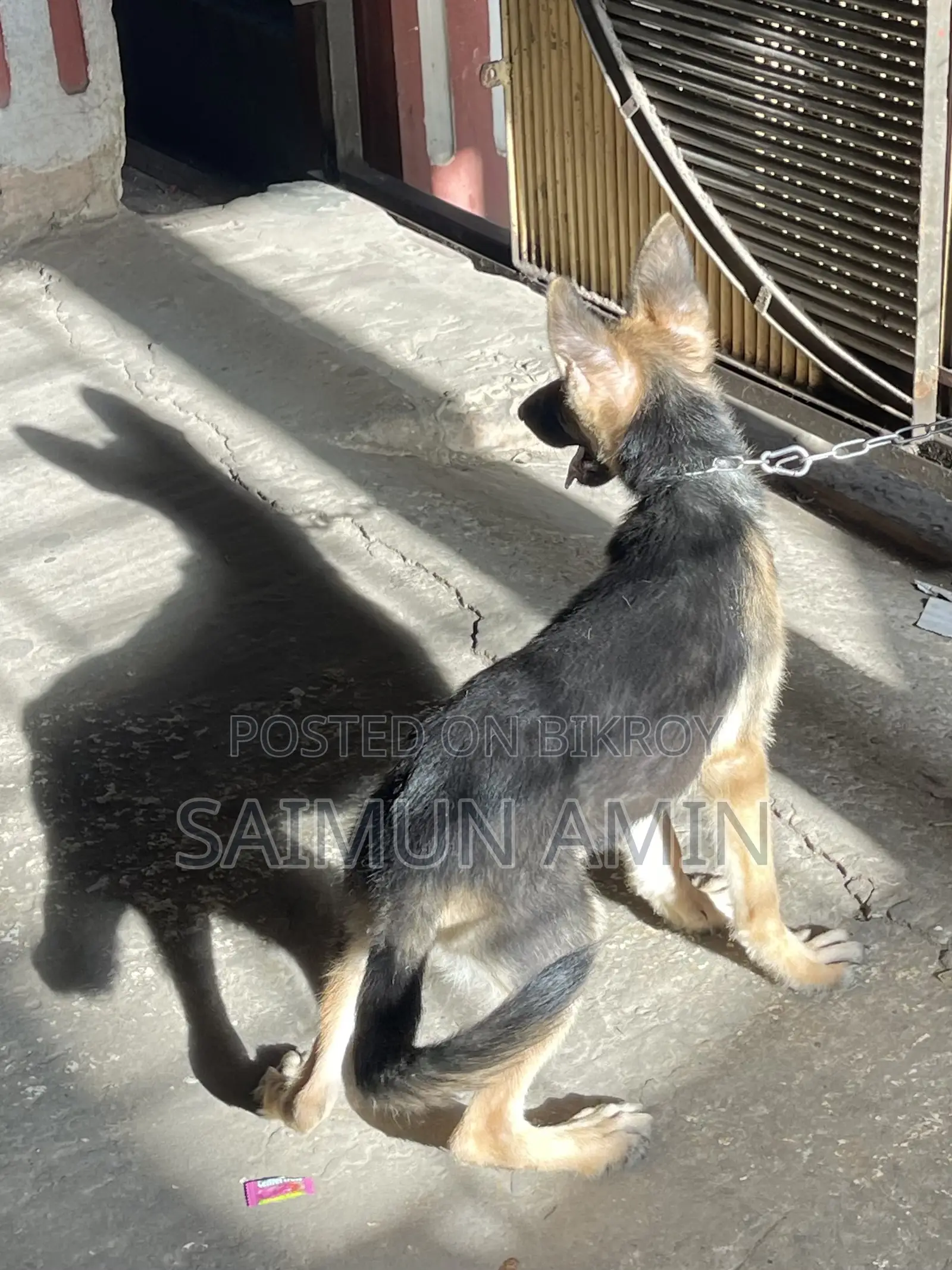 3.5-Month-Old Female Purebred German Shepherd