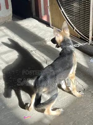 3.5-Month-Old Female Purebred German Shepherd
