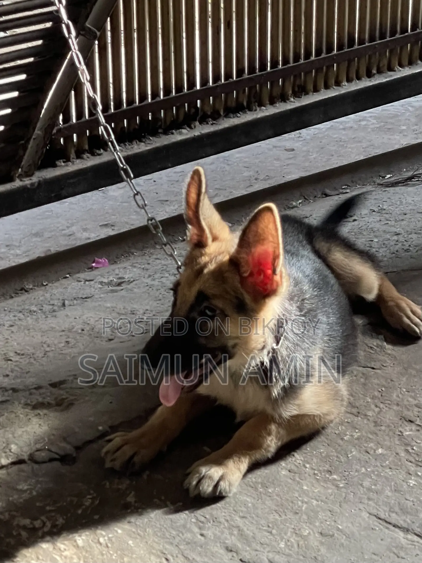3.5-Month-Old Female Purebred German Shepherd