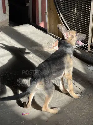3.5-Month-Old Female Purebred German Shepherd