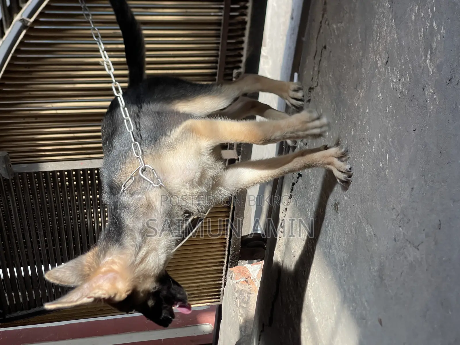 3.5-Month-Old Female Purebred German Shepherd