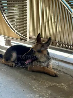3.5-Month-Old Female Purebred German Shepherd