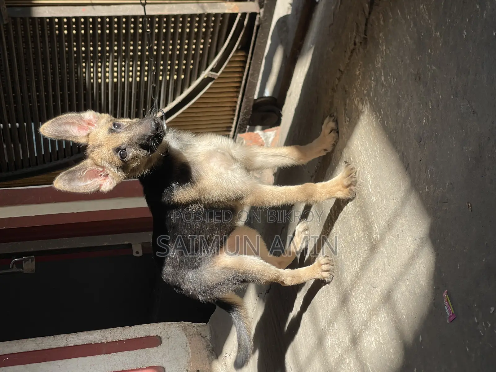 3.5-Month-Old Female Purebred German Shepherd
