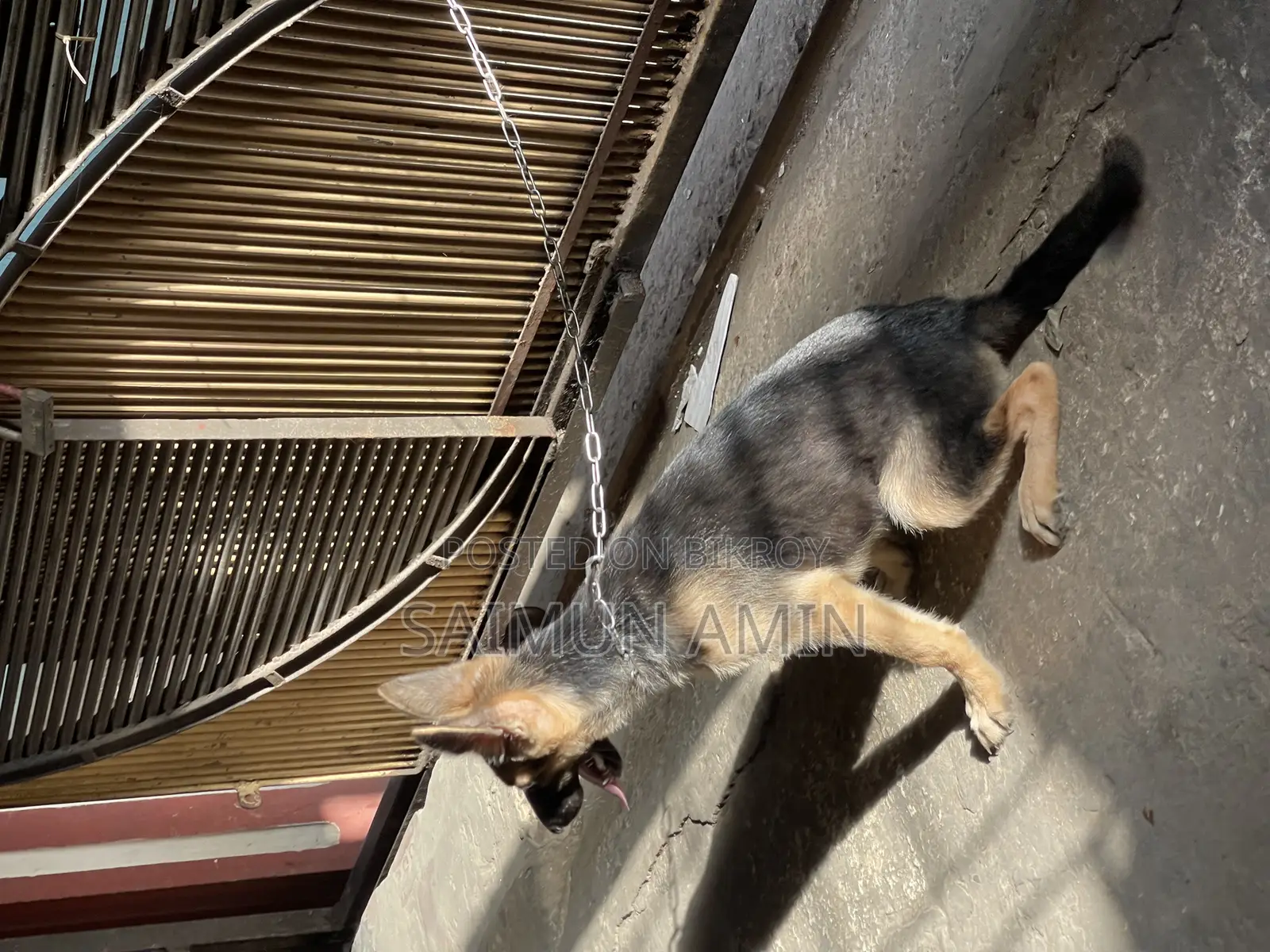 3.5-Month-Old Female Purebred German Shepherd