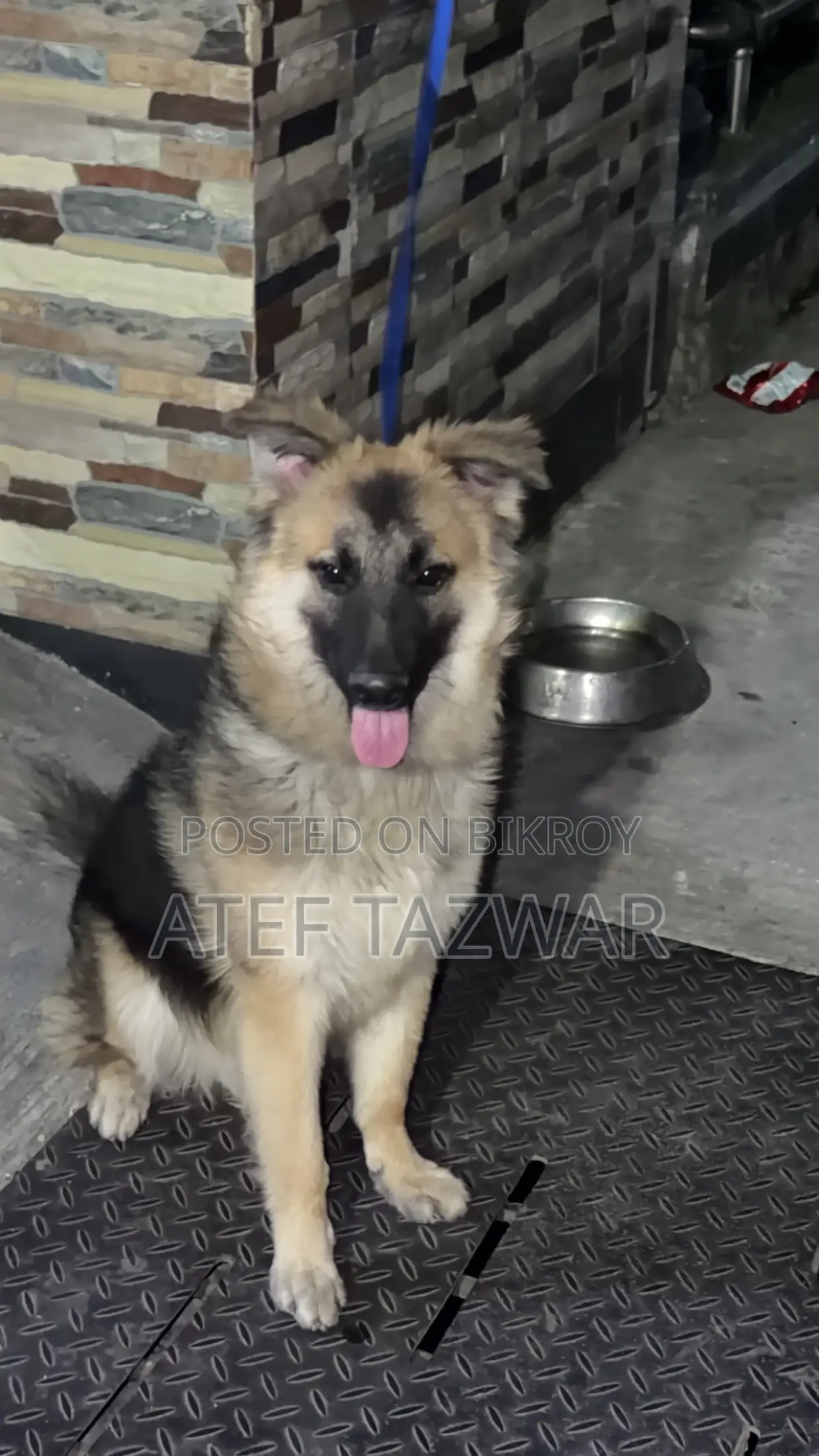 6-12 Months Male Purebred German Shepherd