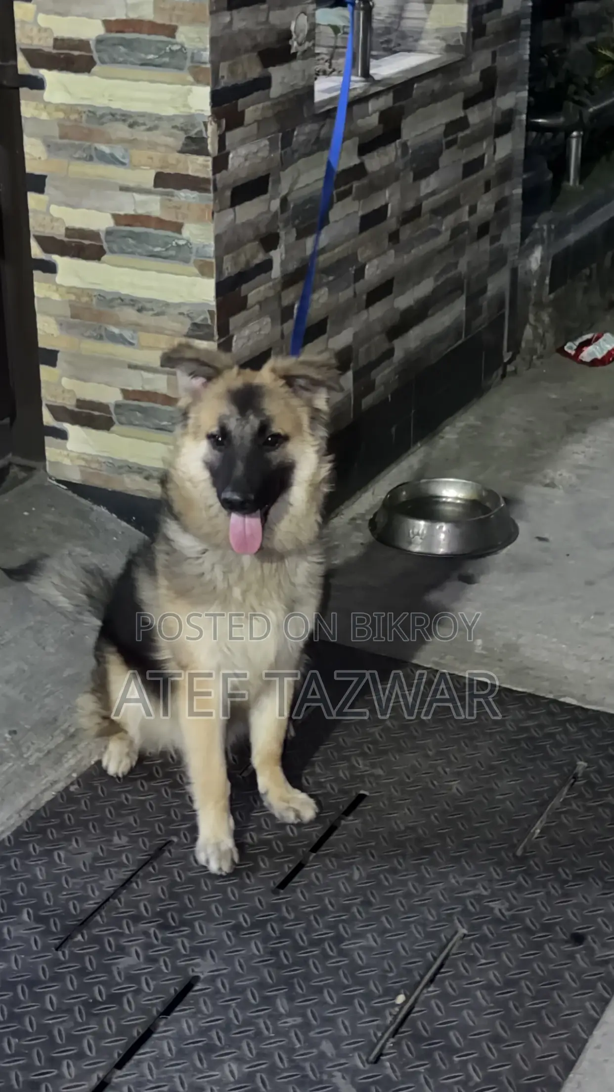 6-12 Months Male Purebred German Shepherd