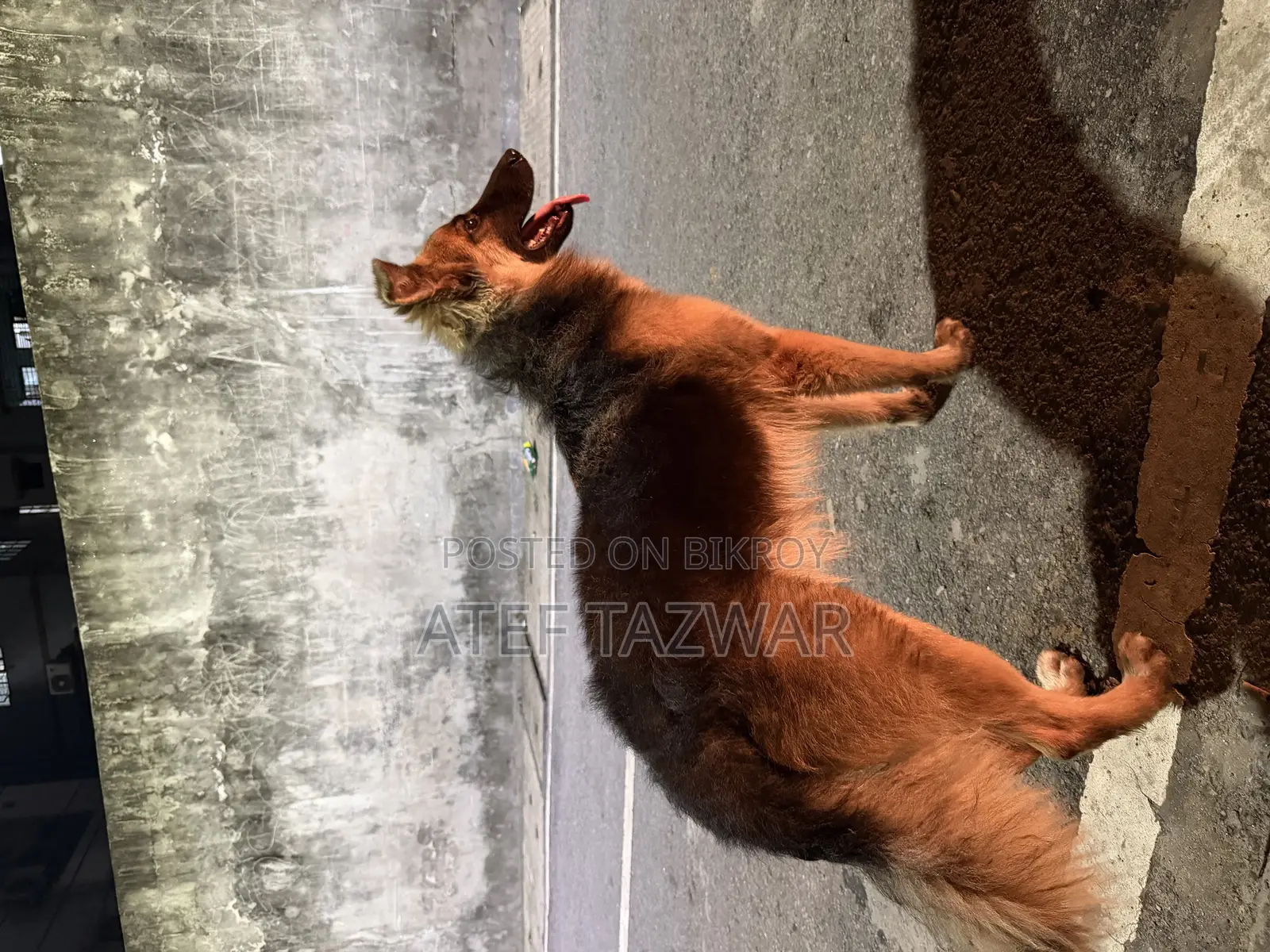 6-12 Months Male Purebred German Shepherd