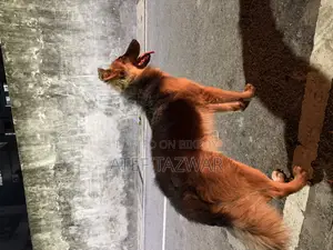 6-12 Months Male Purebred German Shepherd