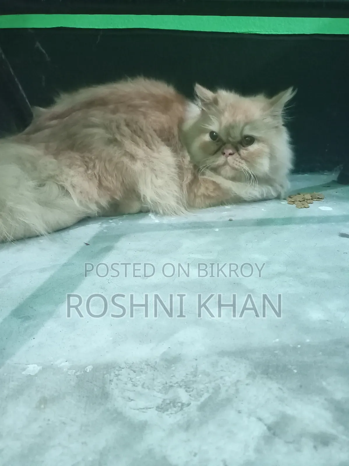1+ Year Female Purebred Persian