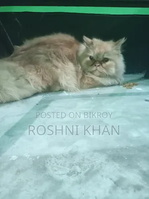 1+ Year Female Purebred Persian