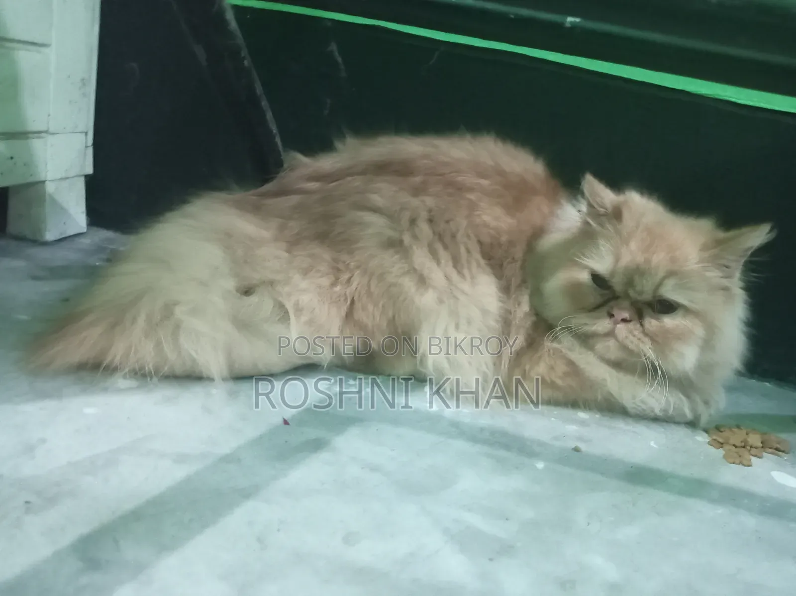 1+ Year Female Purebred Persian