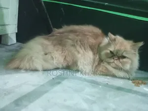 1+ Year Female Purebred Persian