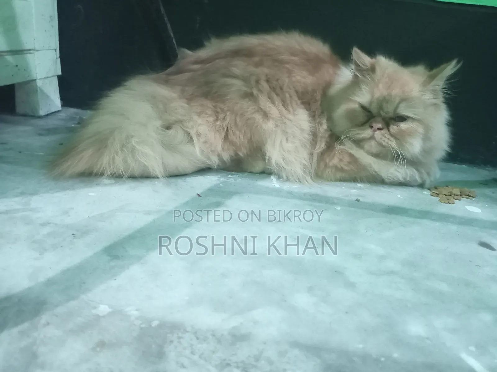 1+ Year Female Purebred Persian