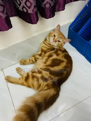6-12 Months Male Mixed Breed Persian