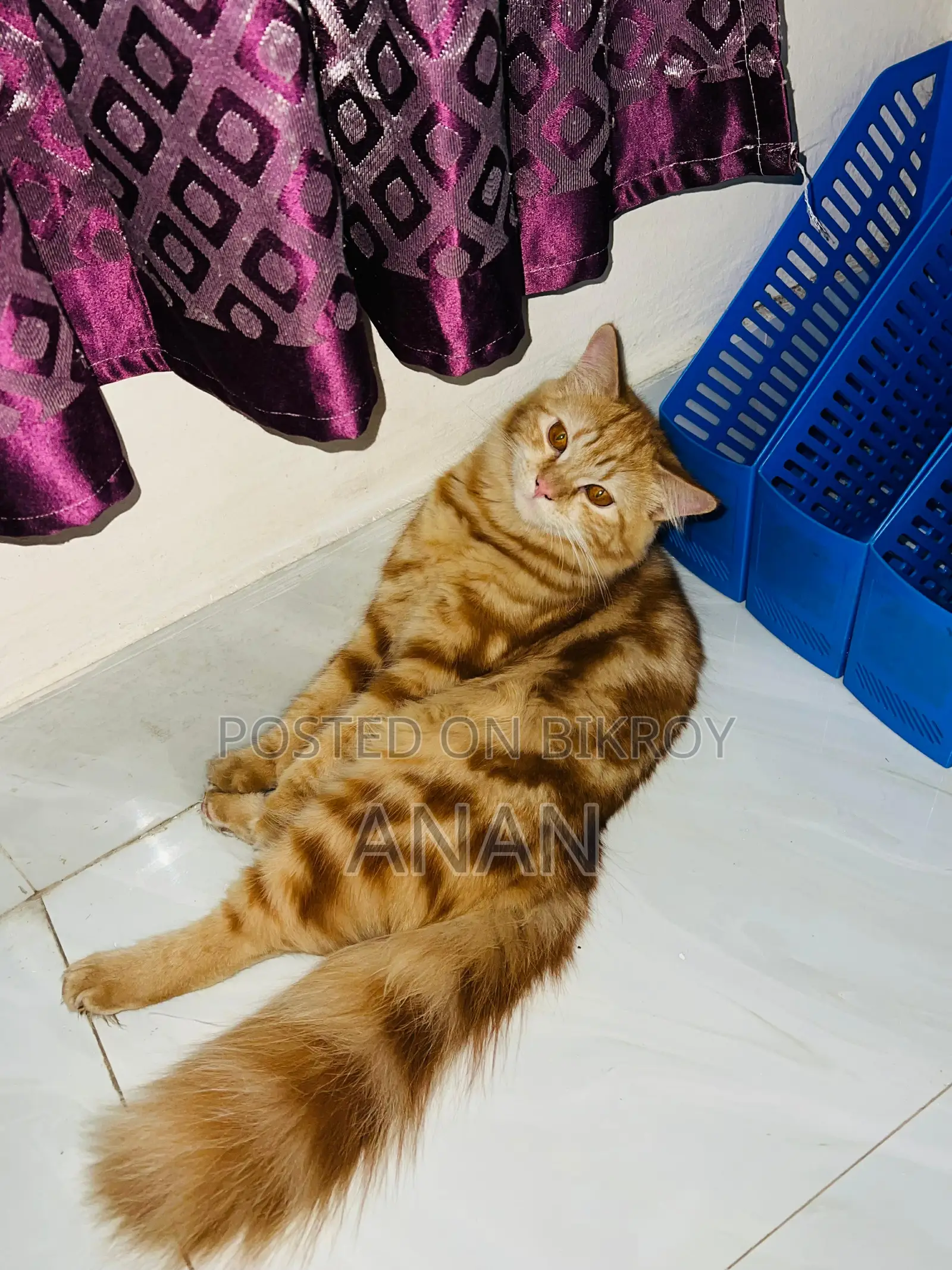 6-12 Months Male Mixed Breed Persian