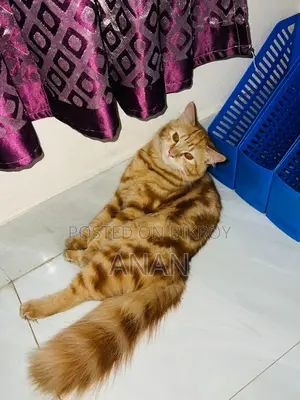 6-12 Months Male Mixed Breed Persian