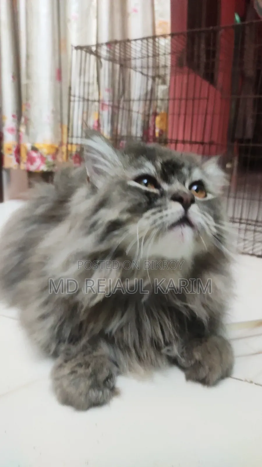 6-12 Months Female Purebred Persian
