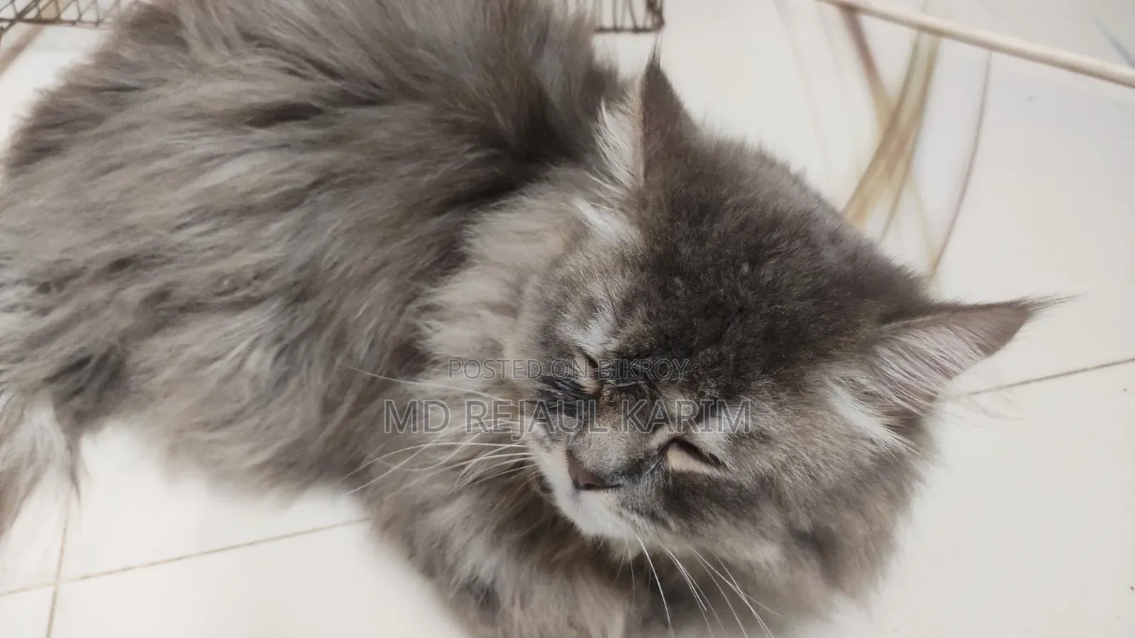 6-12 Months Female Purebred Persian