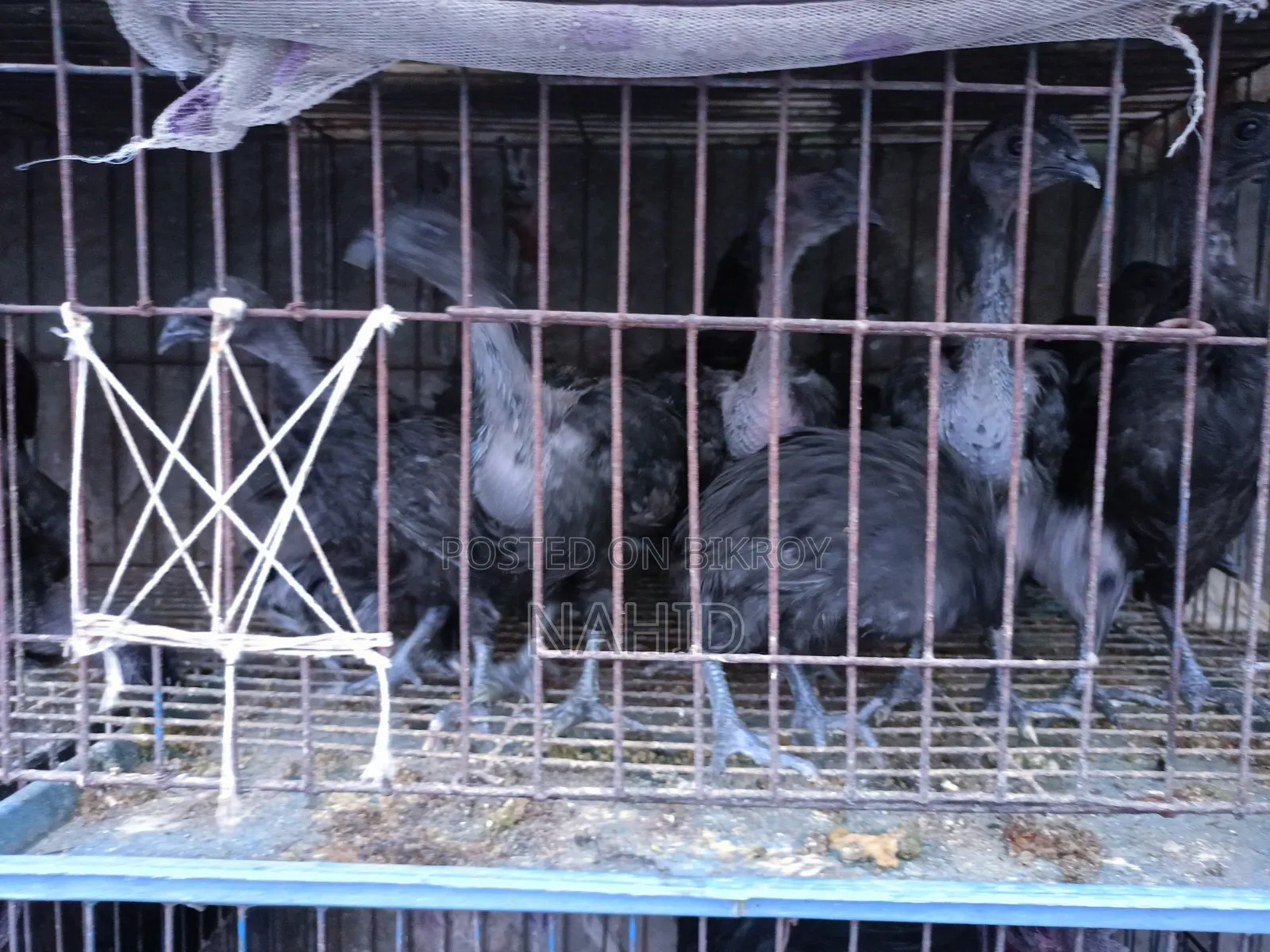 Kadaknath Chicks
