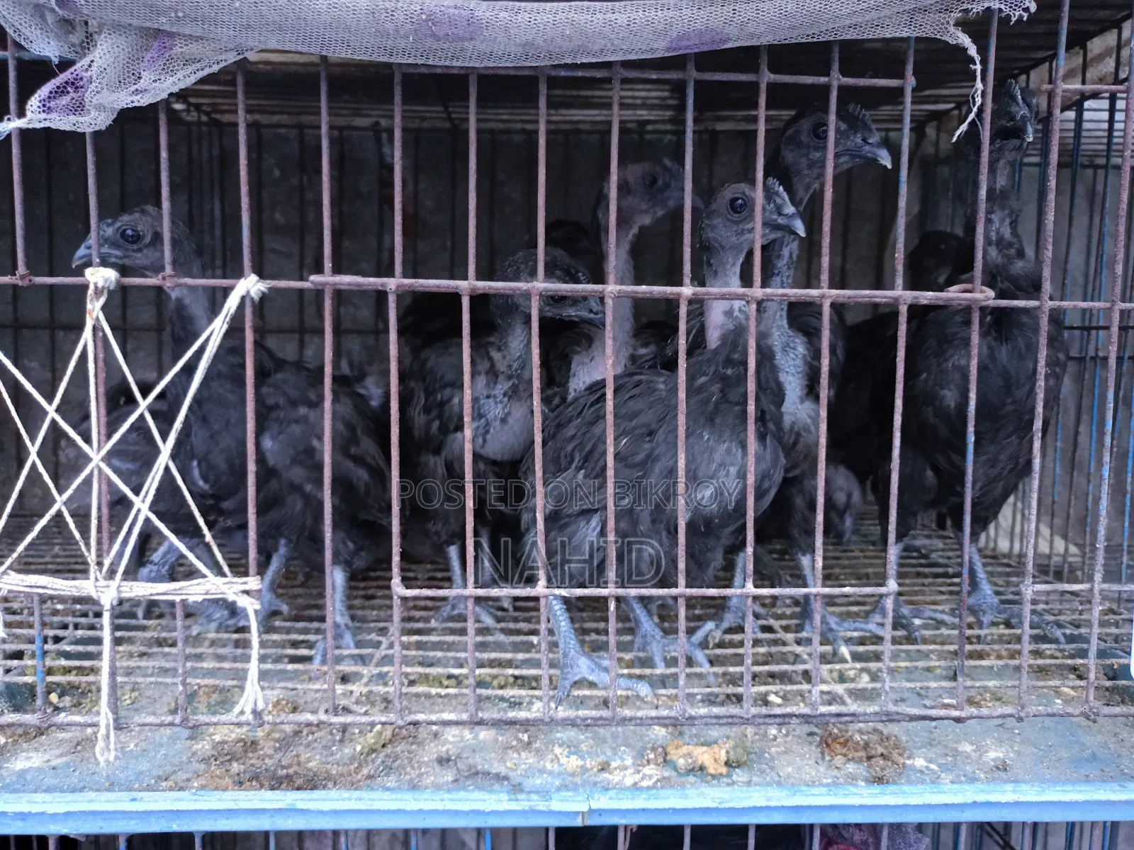Kadaknath Chicks