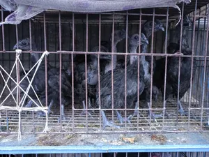 Kadaknath Chicks