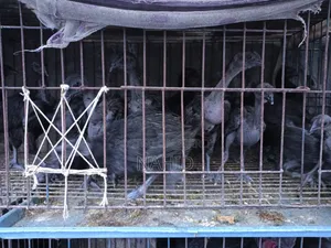 Kadaknath Chicks