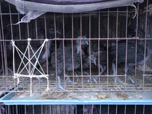 Kadaknath Chicks