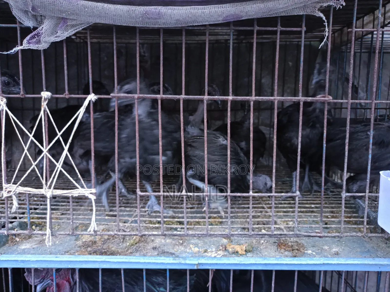 Kadaknath Chicks