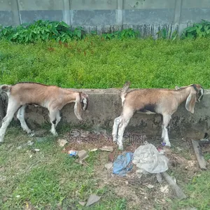 Cross Ram Goat with Two Kids