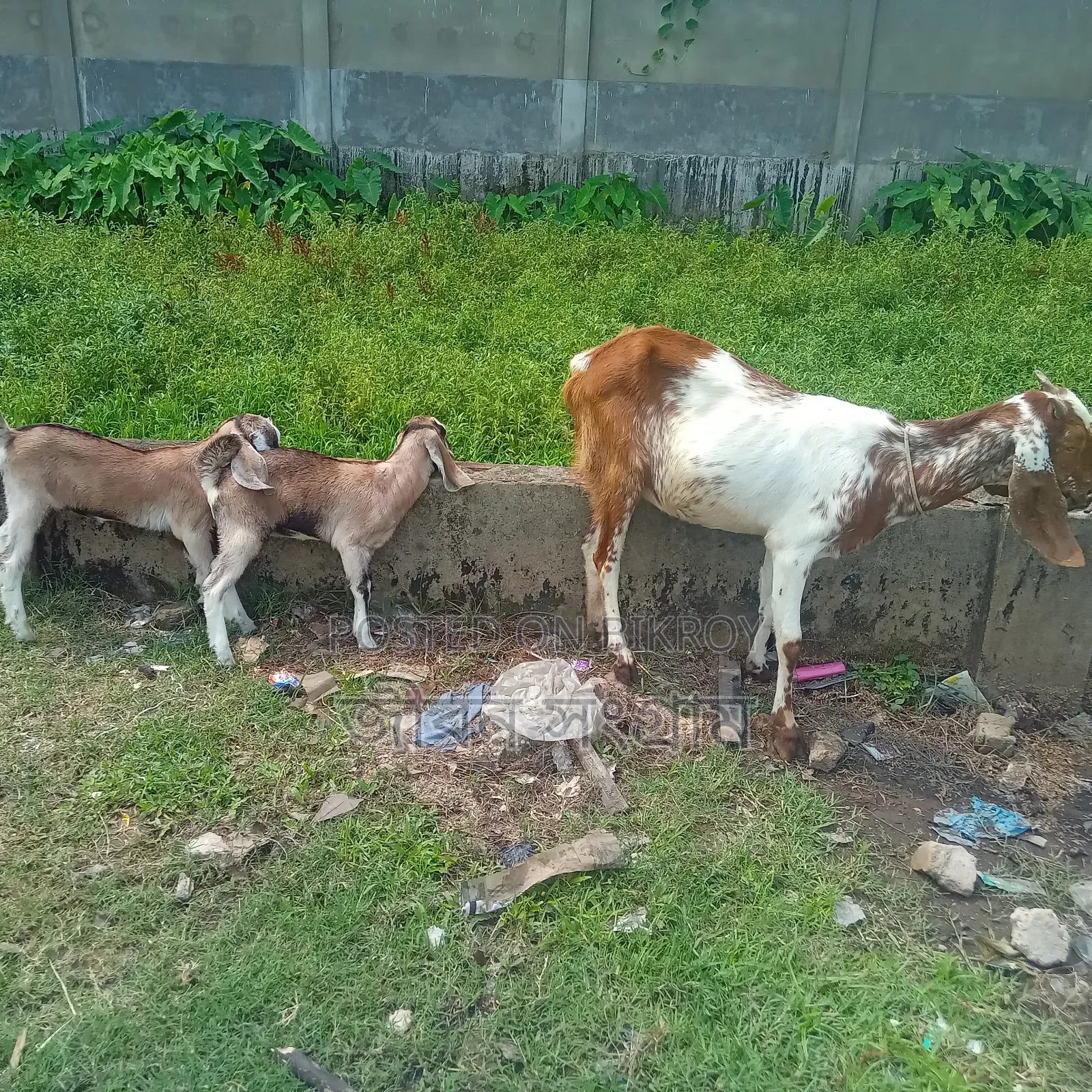 Cross Ram Goat with Two Kids