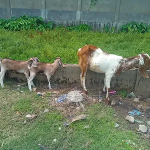 Cross Ram Goat with Two Kids