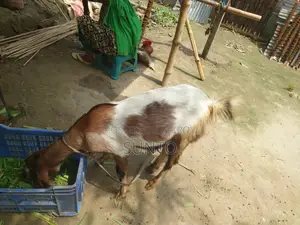 2 Castrated Goats for Sale