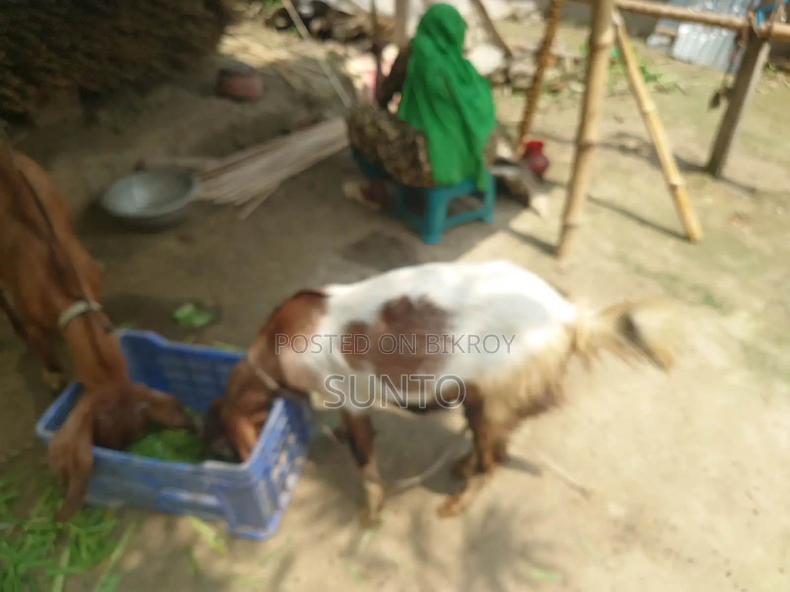 2 Castrated Goats for Sale