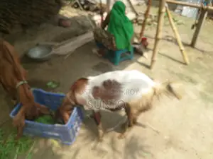 2 Castrated Goats for Sale