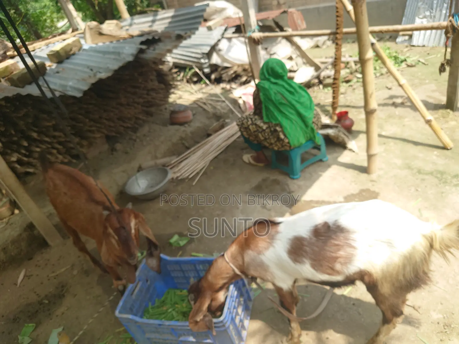 2 Castrated Goats for Sale