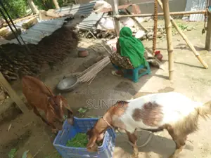 2 Castrated Goats for Sale