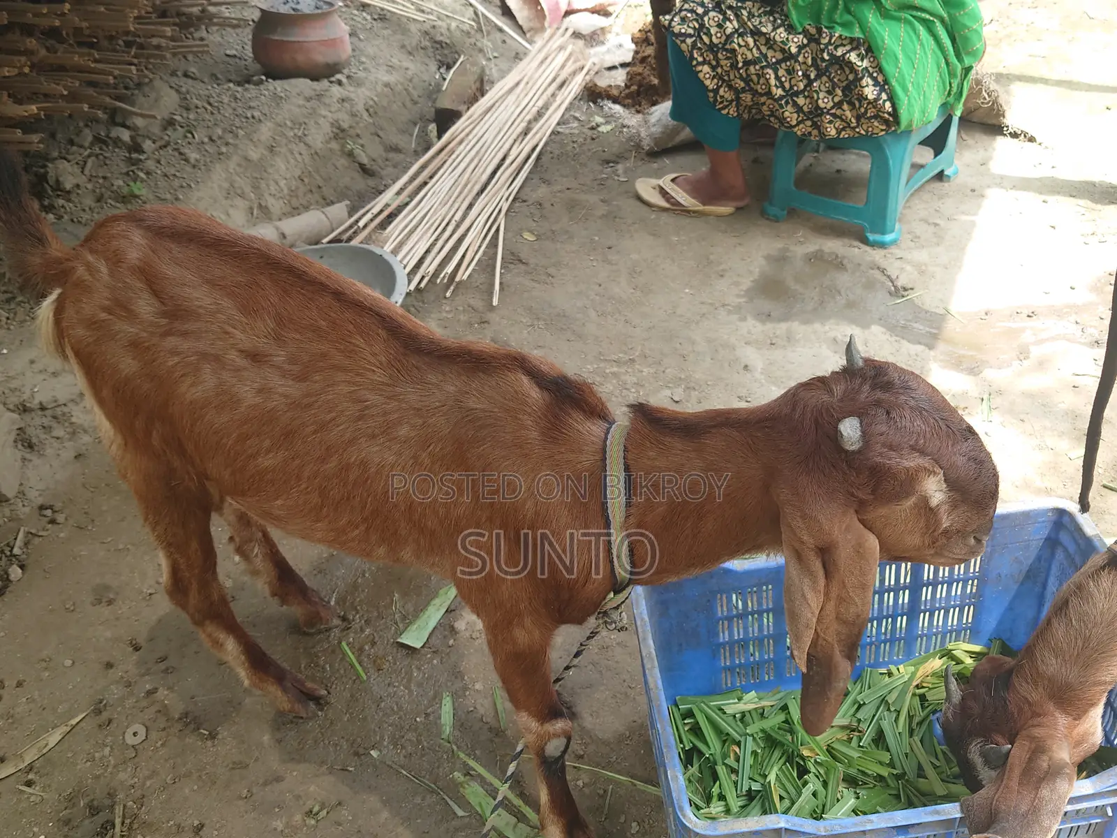 2 Castrated Goats for Sale