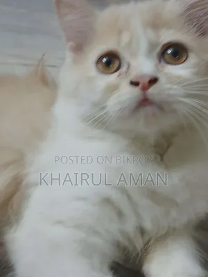 1-3 Months Male Purebred Persian