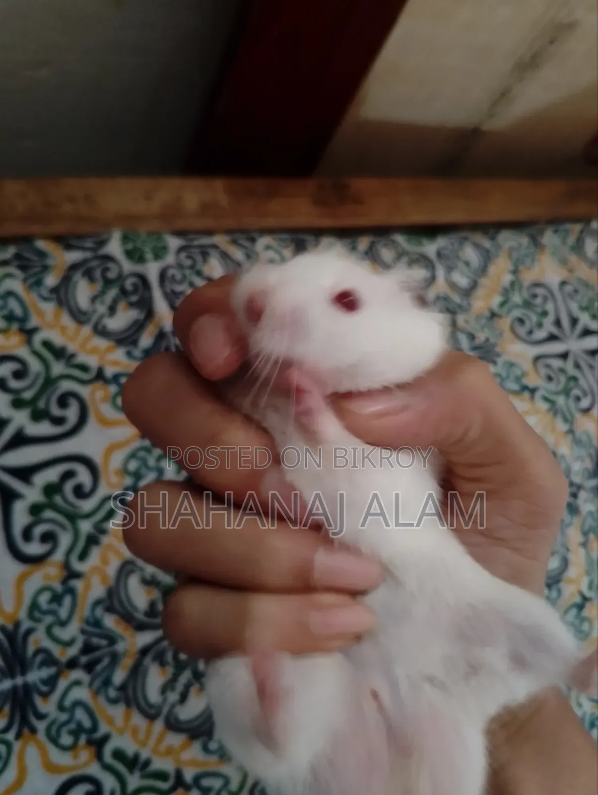 Syrian Hamster
