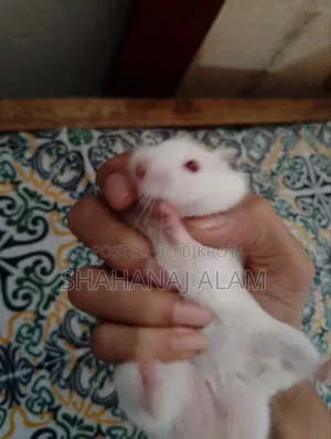 Syrian Hamster