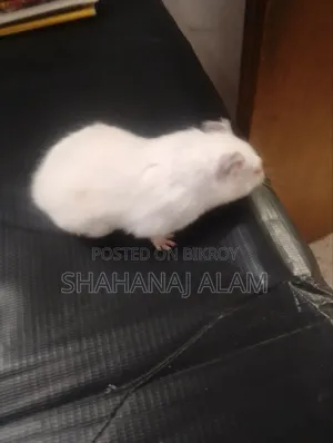 Syrian Hamster