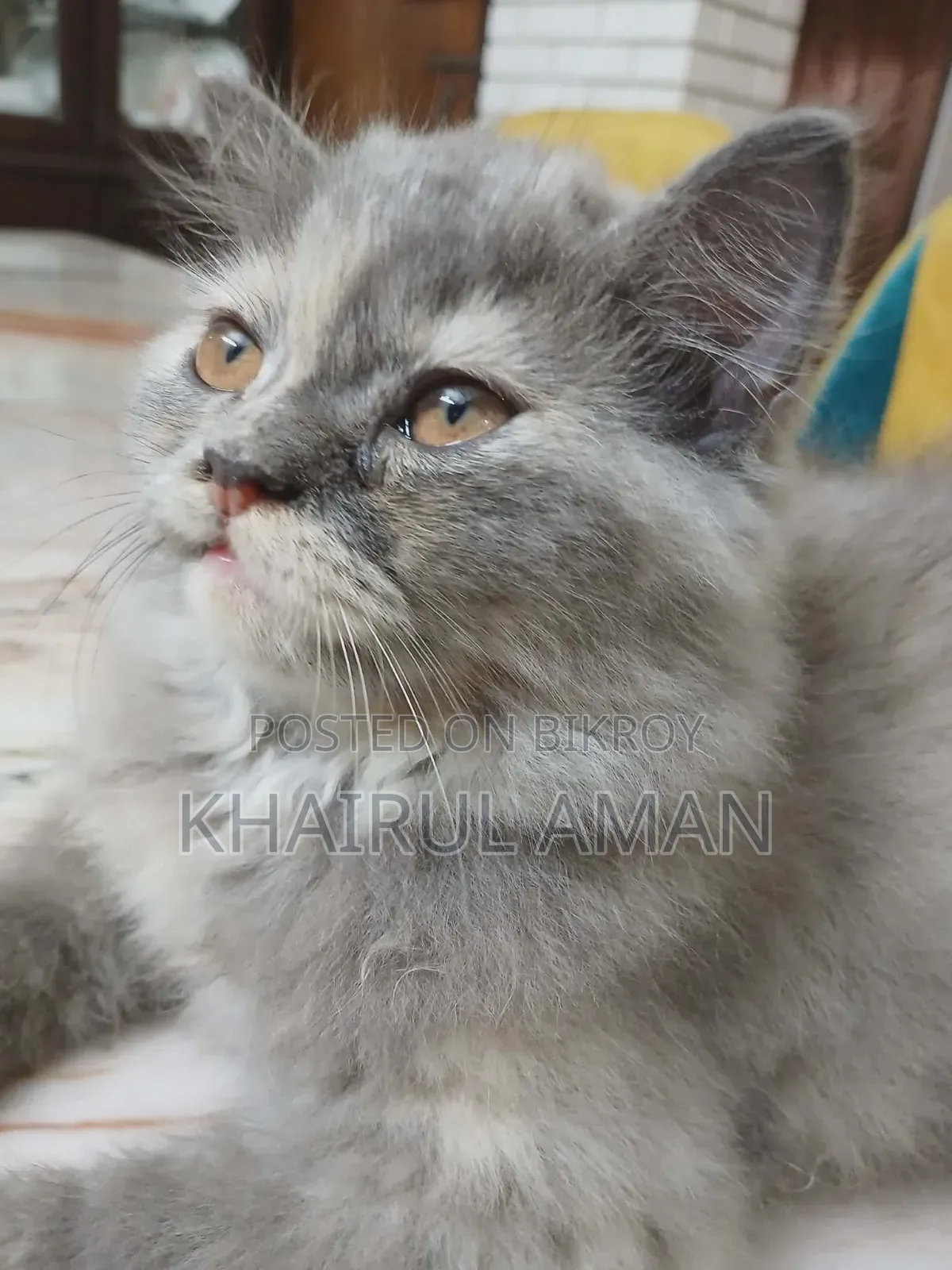 1-3 Months Female Purebred Persian
